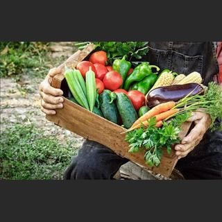 Farm ở Newcastle cần tuyển người làm farm có hỗ trợ đi lại